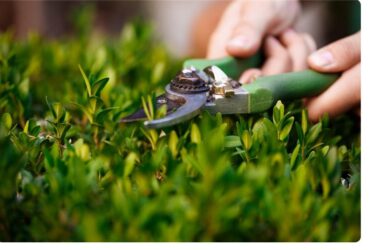 Lawn Maintenance Companies Vaughan