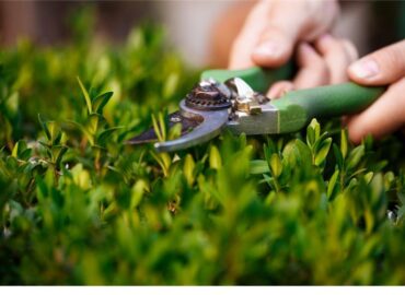 Lawn Maintenance Companies Vaughan